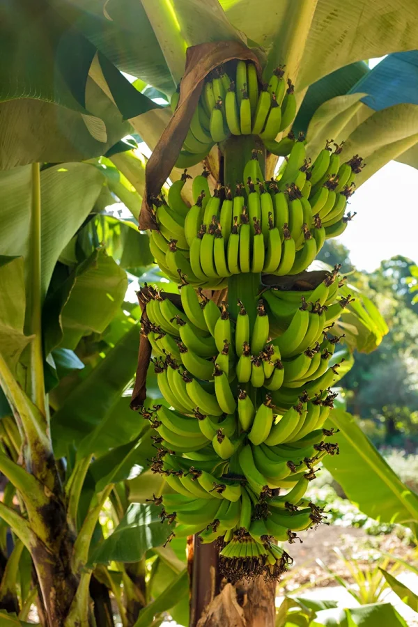 Banana_r