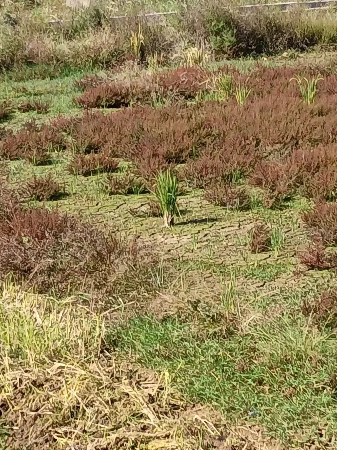 terrenos no cultivados