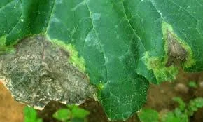 Brûlure à Phytophthora