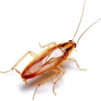 cucaracha