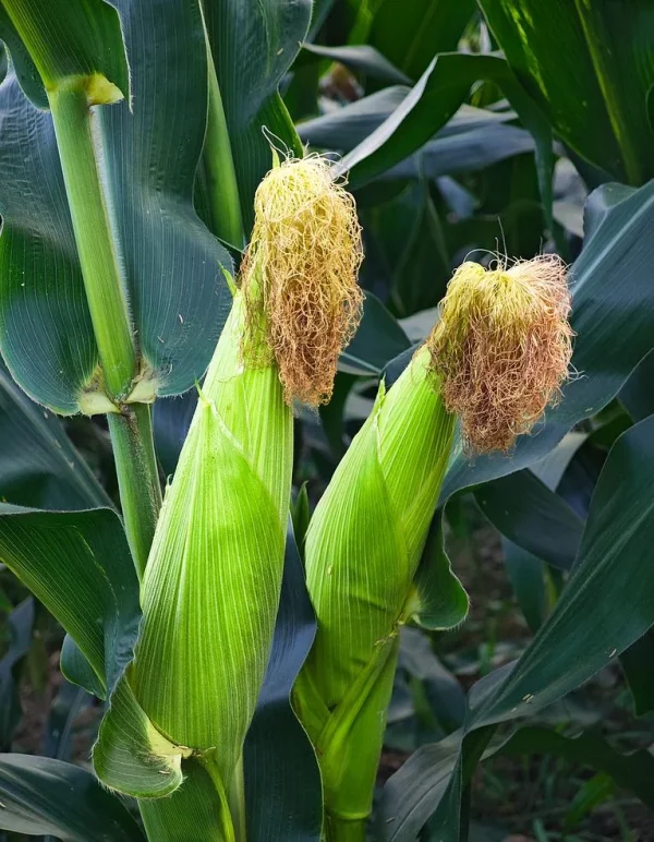 corn_r