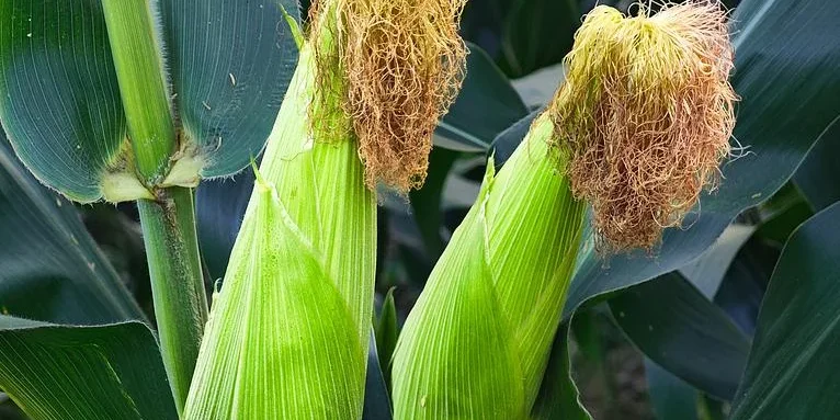 corn_r
