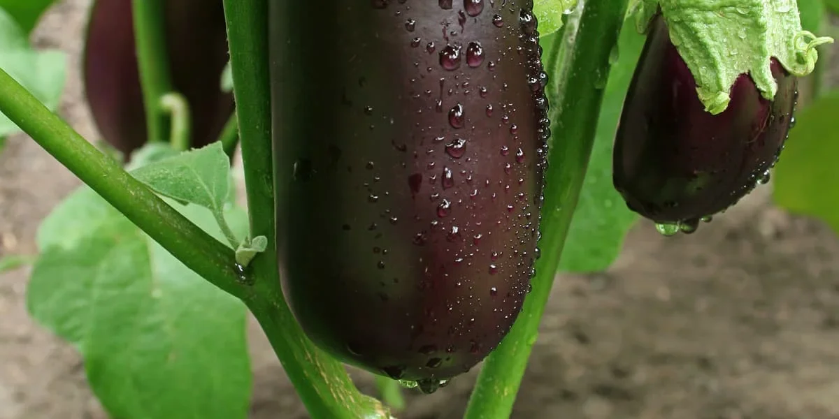 eggplant