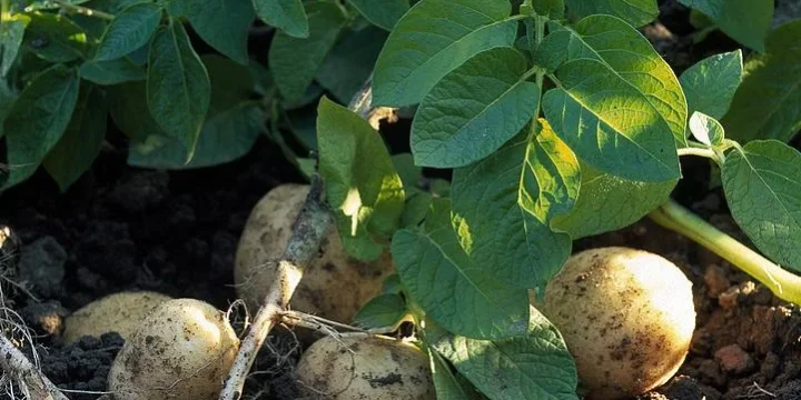 potato_r
