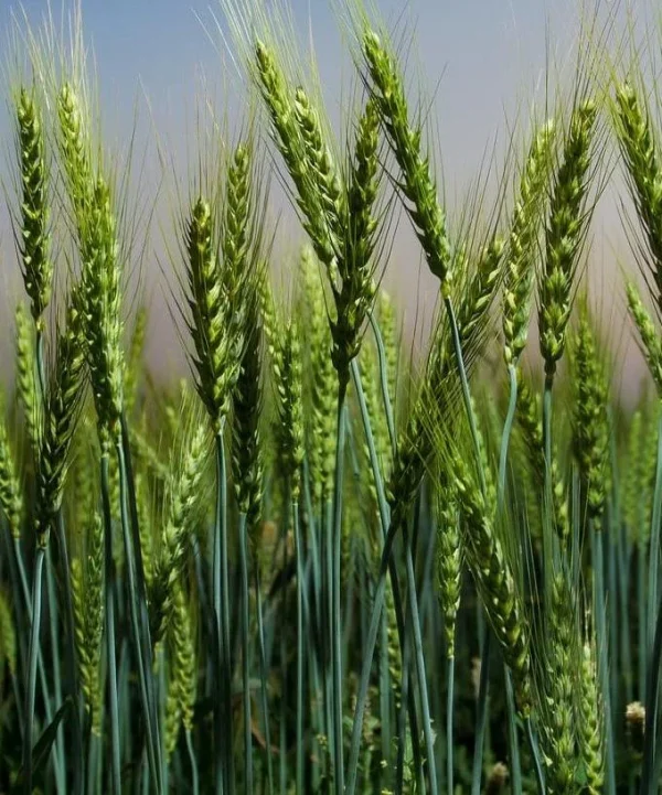 wheat_r