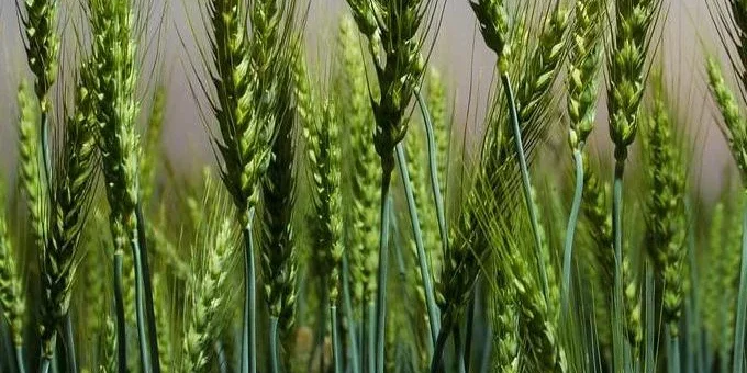 wheat_r