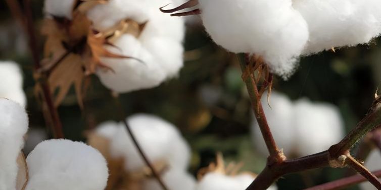 Cotton
