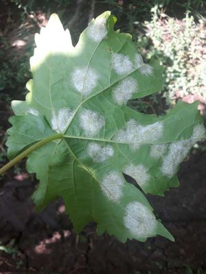 Downy mildew