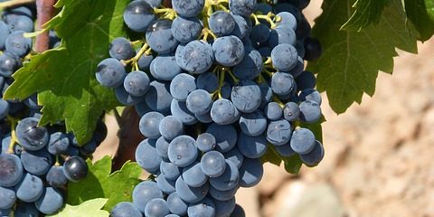Grape