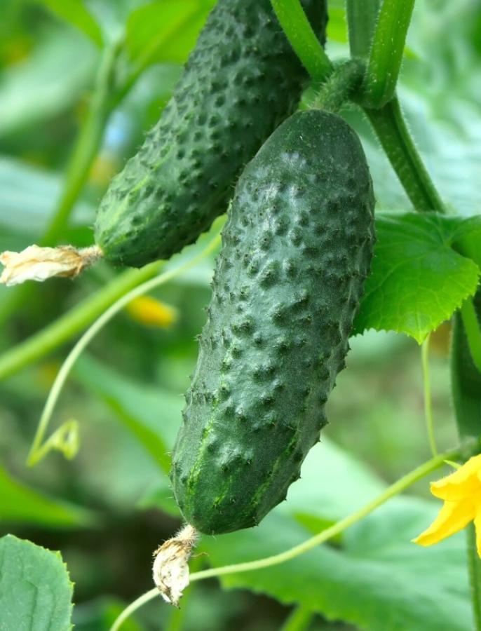 cucumber