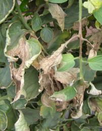 Late blight