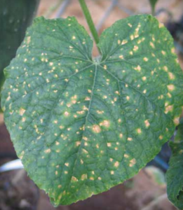 Leaf spot