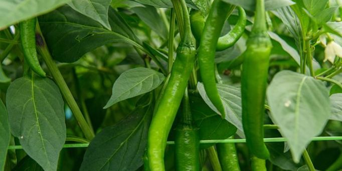 pepper