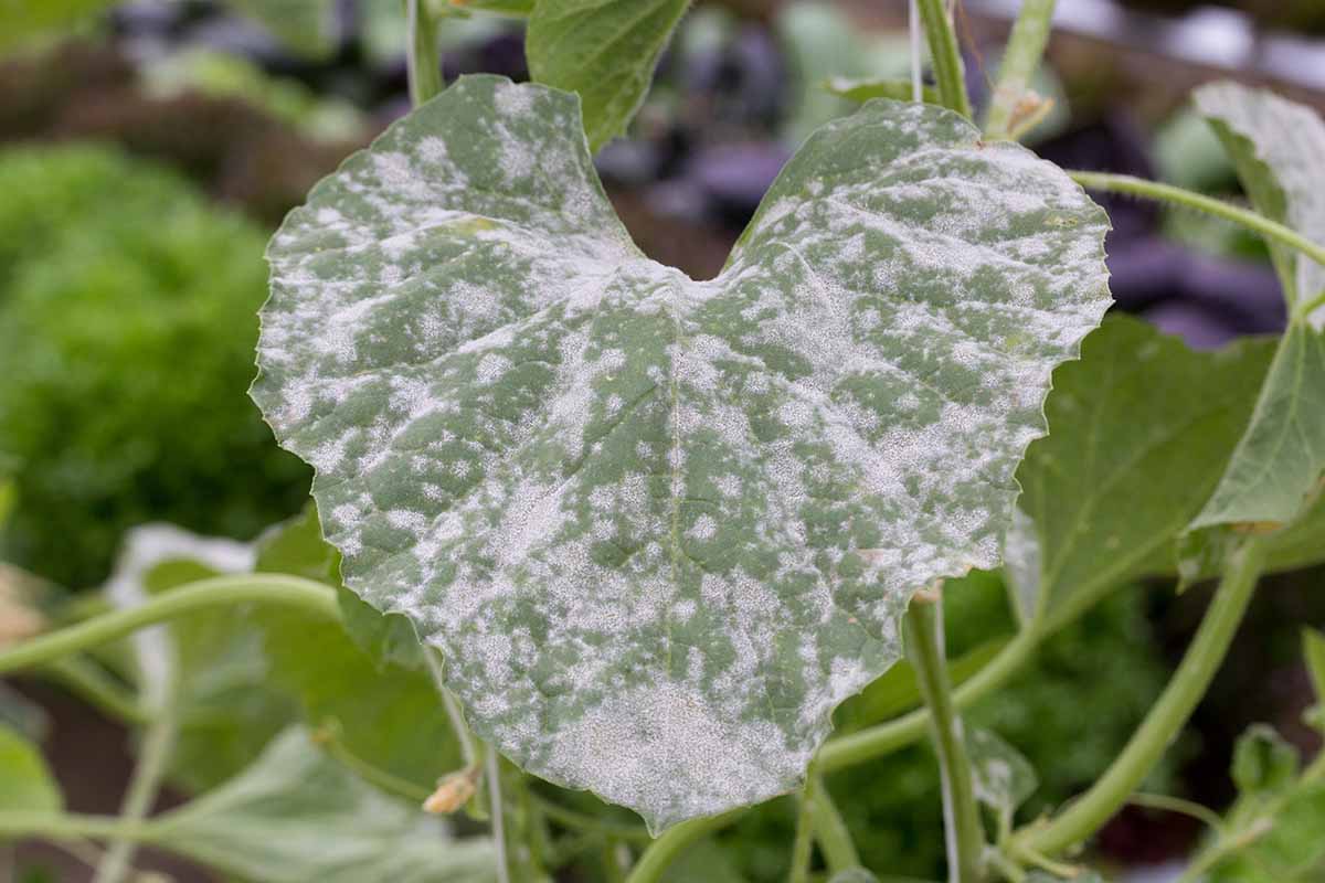 Powdery mildew