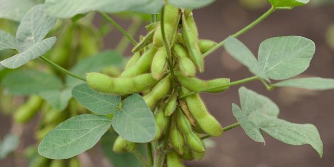 soybean