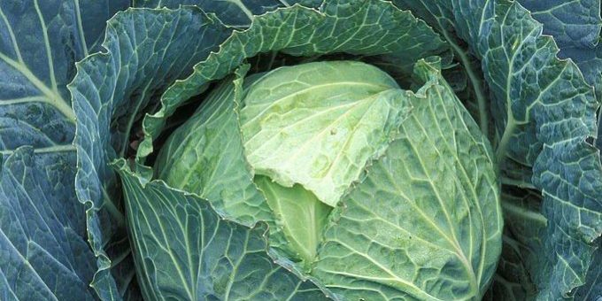 cabbage